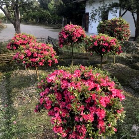 桂花掉葉子是怎么回事？