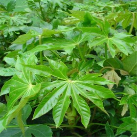 四川八角金盤苗批發(fā) 綠植八角金盤種植基地