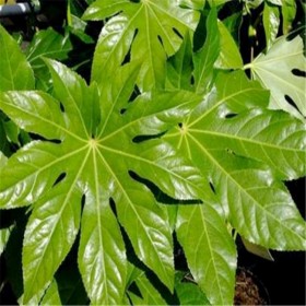 成都八角金盤批發(fā) 八角金盤苗批發(fā) 八角金盤價(jià)格