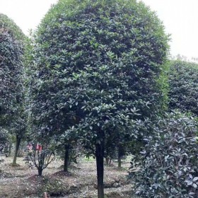 成都高桿桂花基地直銷 優(yōu)質(zhì)優(yōu)價(jià)