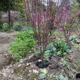 四川桃花心木地栽苗 桃花心木小苗 承接綠化工程成活率高