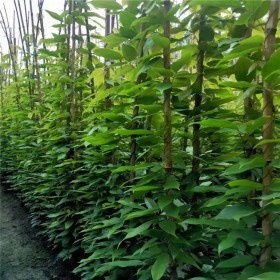 桂花掉葉子是怎么回事？