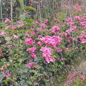 桂花掉葉子是怎么回事？