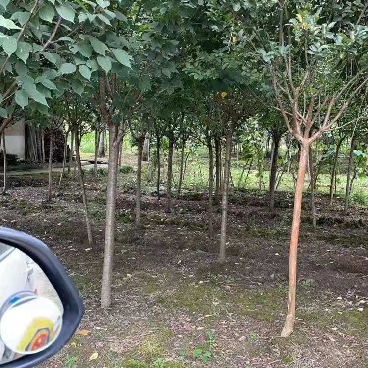 桂花掉葉子是怎么回事？