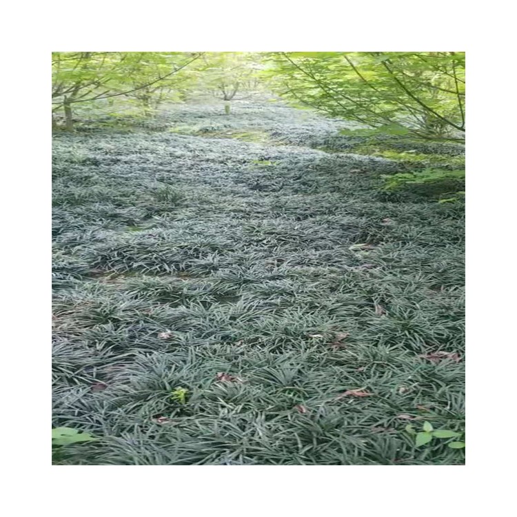 玉龍草培育基地 玉龍草價(jià)格 庭院綠化草皮 玉龍草杯苗 苗圃直發(fā)