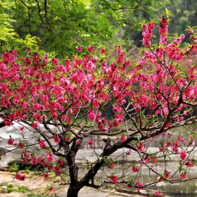 四川供應(yīng)紅葉碧桃 批發(fā)紅葉桃 綠化苗現(xiàn)挖現(xiàn)賣