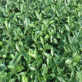 四川蒙山9號(hào)茶苗批發(fā)供應(yīng)-蒙山9號(hào)茶苗、川茶2號(hào)茶苗