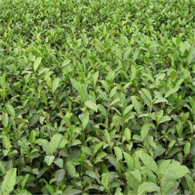 四川福鼎大白茶苗價(jià)格 茶苗價(jià)格行情