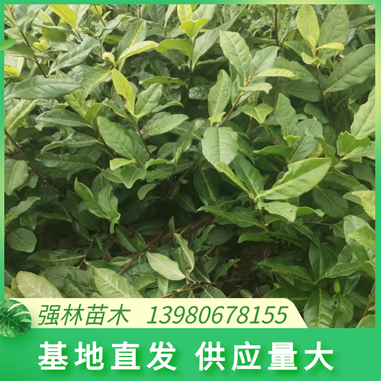 奶白茶苗、極白茶苗 茶葉苗基地直供 品種純正
