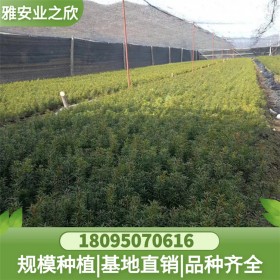東北觀賞綠化紅豆杉樹(shù)苗批發(fā) 苗木基地直供 量大價(jià)優(yōu)