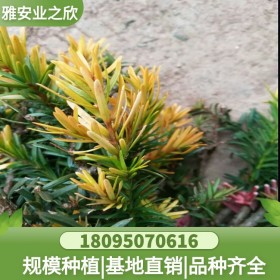 韓國金葉紅豆杉樹苗批發(fā) 苗圃直供 綠化小苗