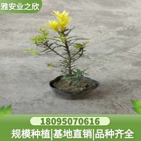韓國金葉紅豆杉苗基地 小區(qū)綠化苗 觀景造型