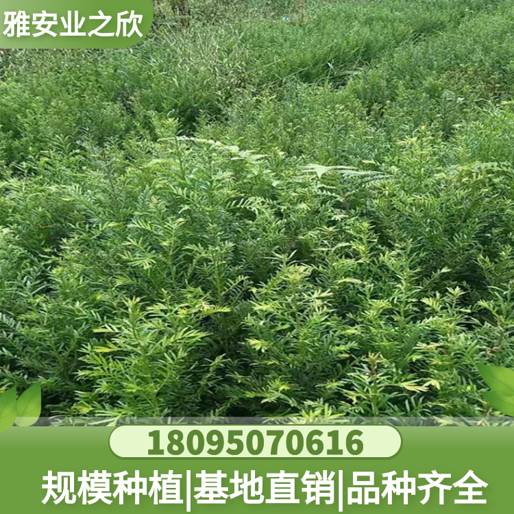 供應(yīng) 南方紅豆杉樹苗 紅豆杉小苗 價(jià)格 根系發(fā)達(dá)漲勢(shì)旺 雅安業(yè)之欣