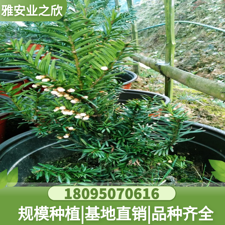 曼地亞紅豆杉 樹苗報價 基地直銷 珍稀名貴植物 綠星品系 現(xiàn)挖現(xiàn)發(fā)