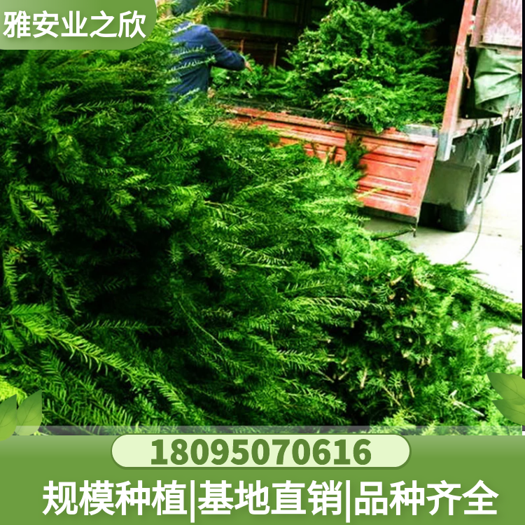 基地出售 曼地亞紅豆杉干枝條 扦插樹(shù)枝植物提取 干樹(shù)根樹(shù)皮