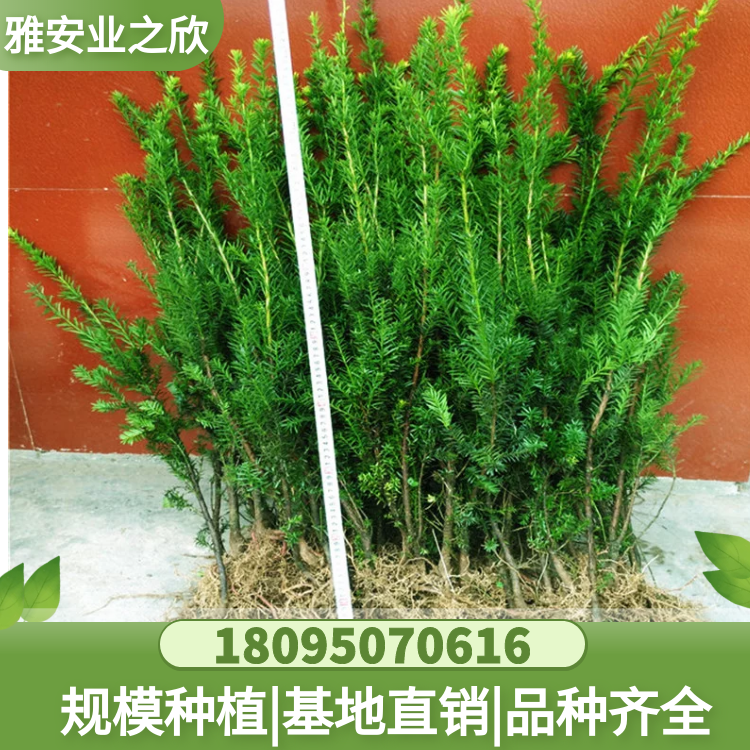 基地直銷 曼地亞紅豆杉移栽樹苗 室內(nèi)陽(yáng)臺(tái)盆栽綠植 特大粗桿苗