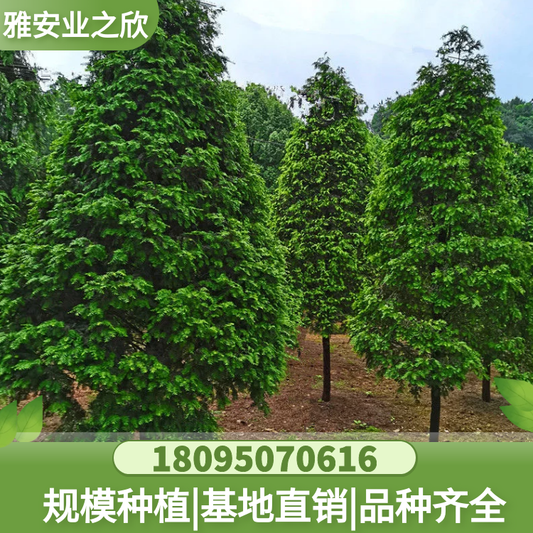 基地直銷 精品造型 南方紅豆杉樹苗 別墅庭院園林綠化樹