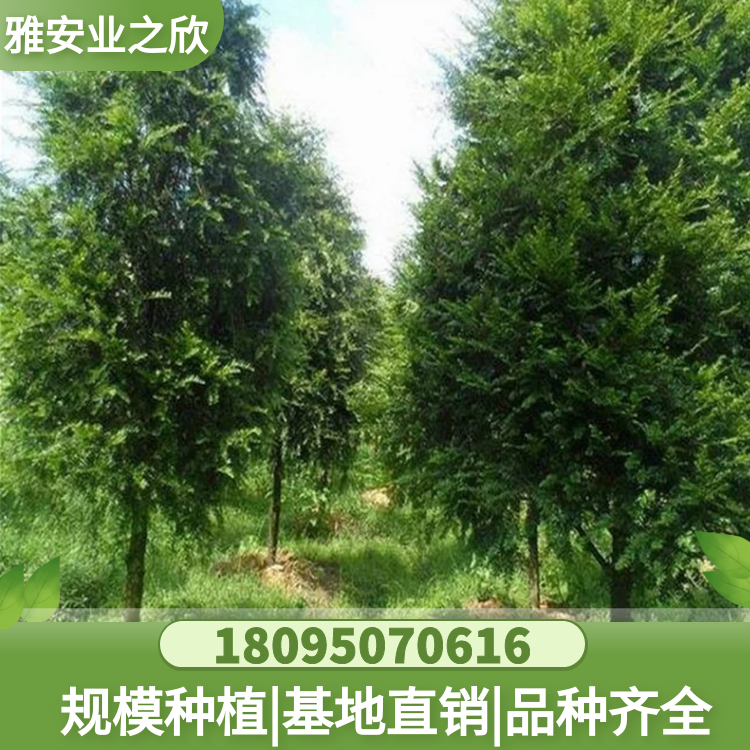 南方紅豆杉樹苗 別墅庭院 園林工程景觀樹 造型樹 基地直供