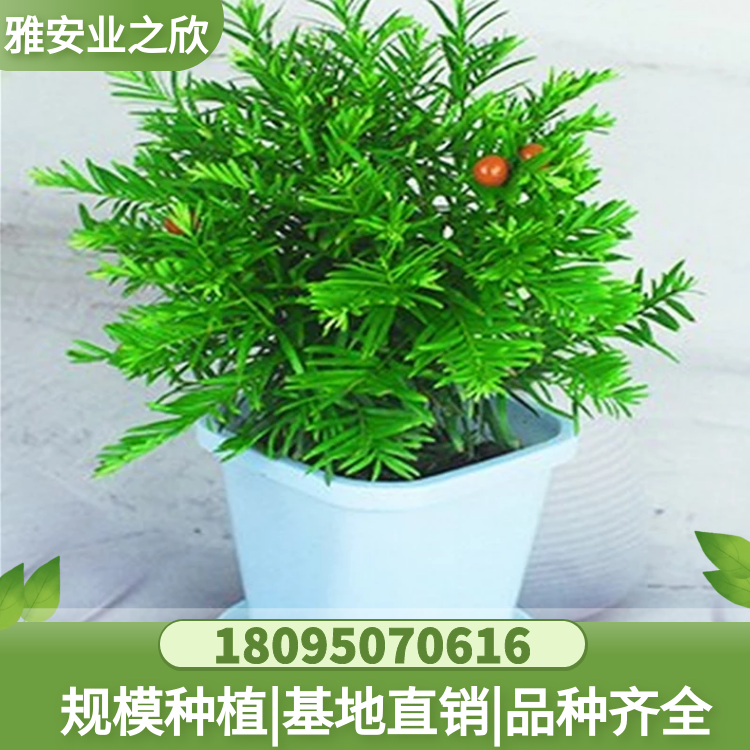 南方紅豆杉種苗 紅豆杉樹種植 盆栽名貴花卉 常綠植物綠植