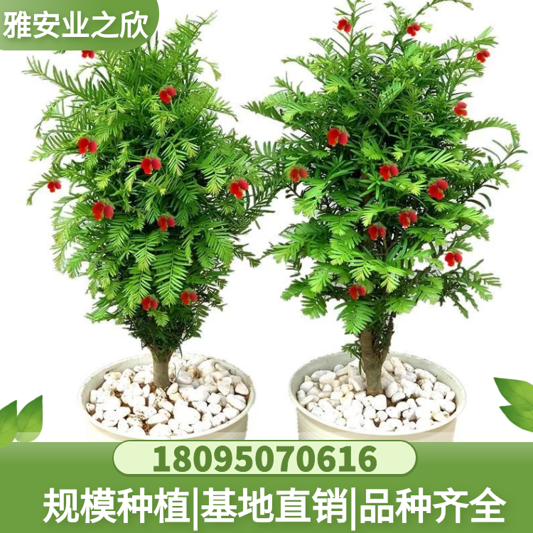 南方紅豆杉生長快 年生長量30-50厘米 室內(nèi)綠化好盆栽 苗木基地直供
