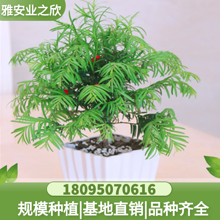 供應(yīng) 南方紅豆杉樹苗 庭院造景盆栽  紅豆杉小苗 根系發(fā)達(dá)漲勢旺