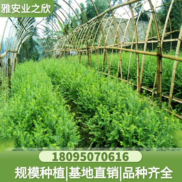 南方紅豆杉樹苗 基地直銷 量大價(jià)優(yōu) 多規(guī)格可選
