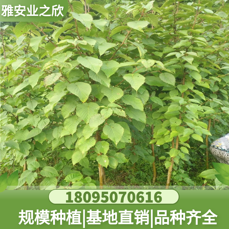 珙桐規(guī)格樹(shù) 鴿子花樹(shù)苗 優(yōu)價(jià)供應(yīng) 業(yè)之欣苗木基地