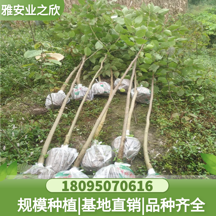 基地直銷 珍稀名貴植物 珙桐樹(shù)苗 鴿子花樹(shù)苗 多規(guī)格可選