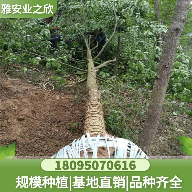 珙桐綠化樹(shù) 鴿子花樹(shù) 珍稀名貴植物 別墅庭院綠植基地直銷