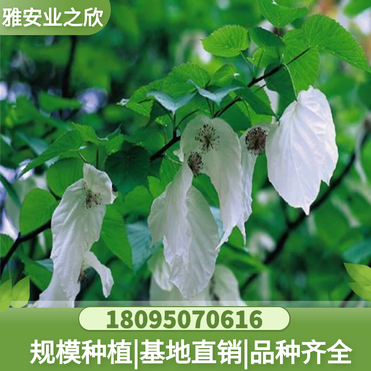 珙桐樹(shù)苗 珙桐樹(shù) 鴿子樹(shù) 基地批發(fā) 各規(guī)格可選
