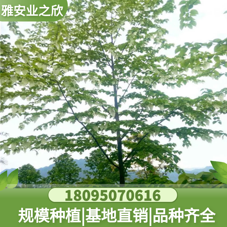基地直銷 珙桐樹(shù) 珙桐樹(shù)苗 鴿子花樹(shù) 別墅庭院綠植