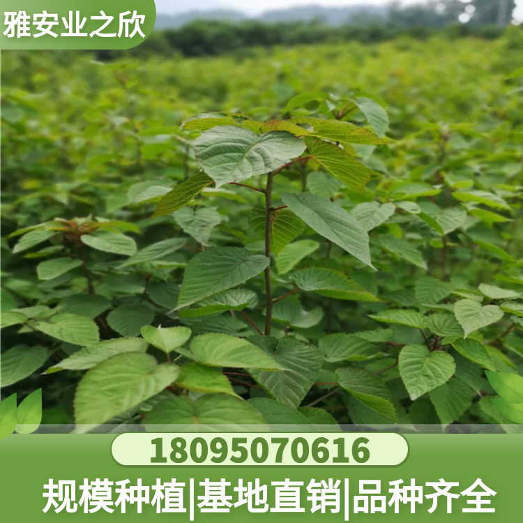 珙桐樹(shù)苗 鴿子花苗 珍稀名貴植物 別墅庭院綠植 耐寒