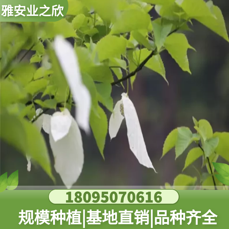 基地直銷 珙桐樹(shù)苗 鴿子花 珙桐小苗 庭院綠植風(fēng)景綠化樹(shù)