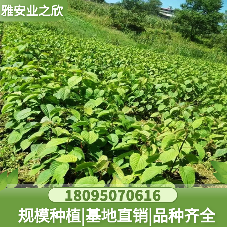 基地直銷 珍稀名貴植物 珙桐樹(shù)苗 別墅庭院綠植 鴿子花苗