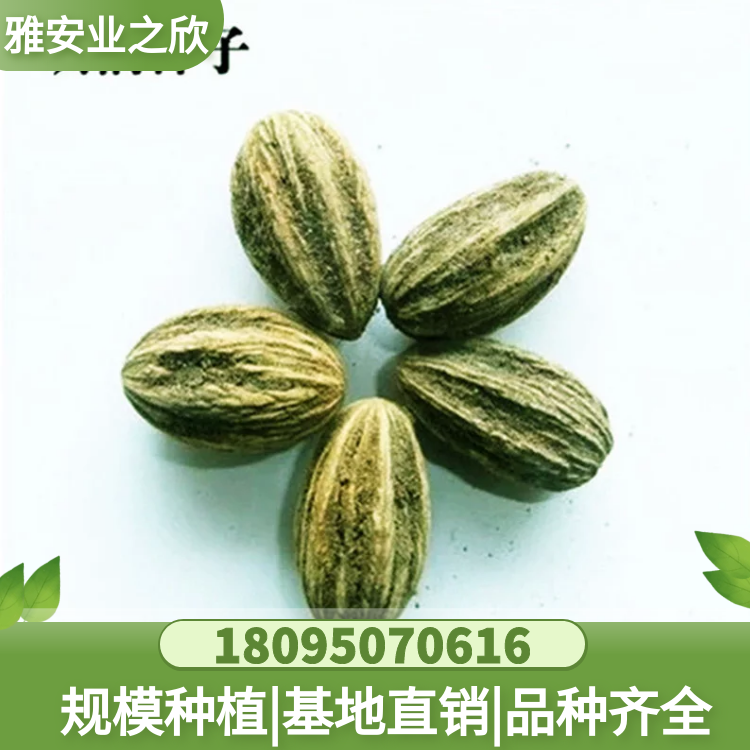 基地直銷 沙藏珙桐種子 鴿子花珙桐樹(shù)苗