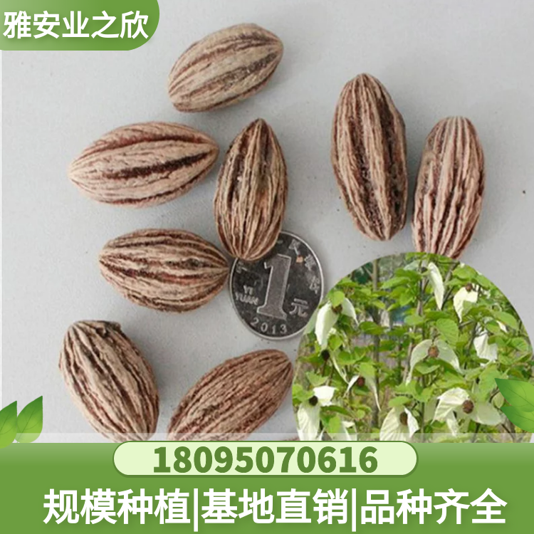 珙桐種子 鴿子花珙桐樹(shù)苗 庭院觀賞綠植 園林行道樹(shù)