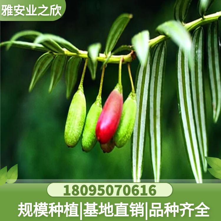 穗花杉樹苗 穗花杉杯苗 穗花杉基地直供 量大價(jià)優(yōu) 雅安業(yè)之欣苗木