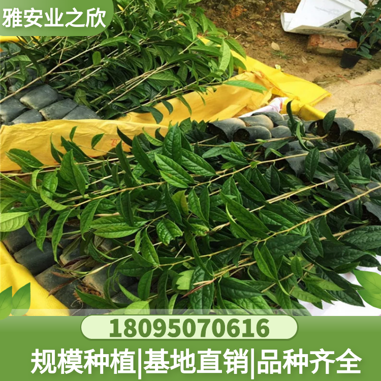 金花茶苗基地供應(yīng) 珍貴樹種 金花茶樹苗 金花茶杯苗 帶原土發(fā)貨