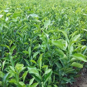 四川皮薄肉脆明日見(jiàn)苗 明日見(jiàn)地苗五月苗 明日見(jiàn)柑橘苗  廠家供應(yīng)