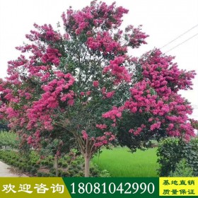 高桿大紅紫薇 四川高桿桂花 叢生低分枝桂花 精品海棠樹(shù) 大紅紫薇 高桿日本晚櫻