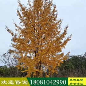 銀杏樹(shù)廠(chǎng)家 銀杏苗木報(bào)價(jià) 銀杏樹(shù)供應(yīng)商 銀杏樹(shù)生產(chǎn)基地