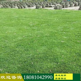 成都苗木基地 混播草坪 草坪批發(fā)供應(yīng) 各種草坪 常年供應(yīng) 精品草坪 臺灣二號草坪 剪股穎草坪 草坪基地 百慕大草坪