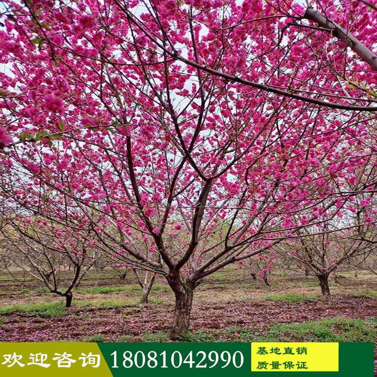 苗木基地批發(fā) 低分枝高分枝青葉碧桃 青葉桃花 各種果桃樹 提供各類工程苗木 別墅庭院植物 一站購(gòu)買