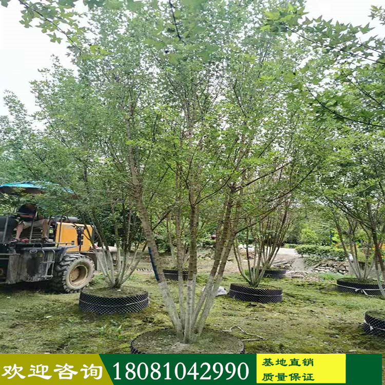 苗木基地批發(fā) 叢生元寶楓 高矮分枝元寶楓 五角楓 各種規(guī)格元寶楓楓葉樹(shù) 各種精品庭院房地產(chǎn)展示區(qū)苗木
