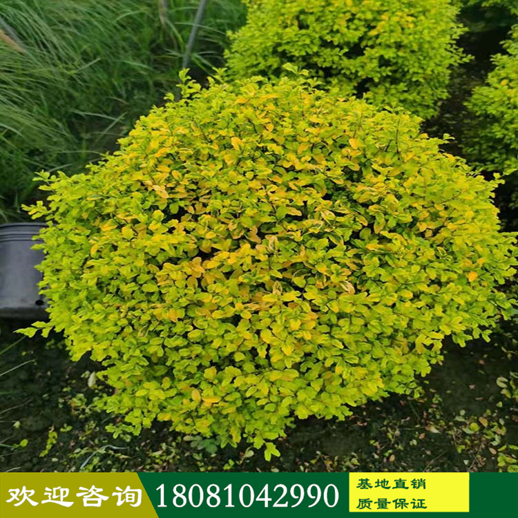 全國(guó)苗木種植基地 成都亮金女貞價(jià)格 供應(yīng)各種植物 金寶石女貞球 亮金女貞球批發(fā) 房地產(chǎn)別墅庭院植物