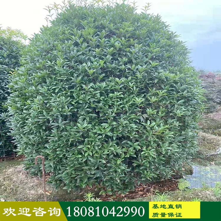 園林基地批發(fā) 桂花基地在那里 桂花哪里便宜  叢生桂花 矮分枝桂花 高分枝桂花 品種規(guī)格齊 一站購(gòu)買 桂花球