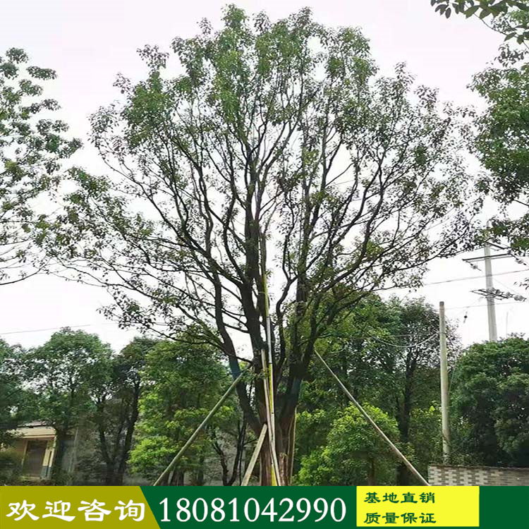 苗木基地批發(fā) 全冠香樟樹(shù) 行道香樟樹(shù) 生貨假植香樟樹(shù) 控根器小葉香樟樹(shù) 點(diǎn)景全冠大葉香樟樹(shù) 規(guī)格品種齊
