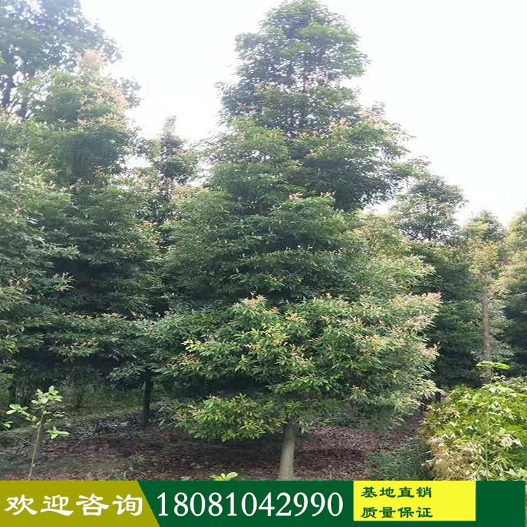 四川楨楠樹(shù)基地 楨楠樹(shù)基地產(chǎn)地 行道樹(shù)金絲楠木樹(shù) 叢生楨楠樹(shù) 獨(dú)桿楨楠樹(shù) 各種規(guī)格楨楠樹(shù) 精品小葉楨楠樹(shù)