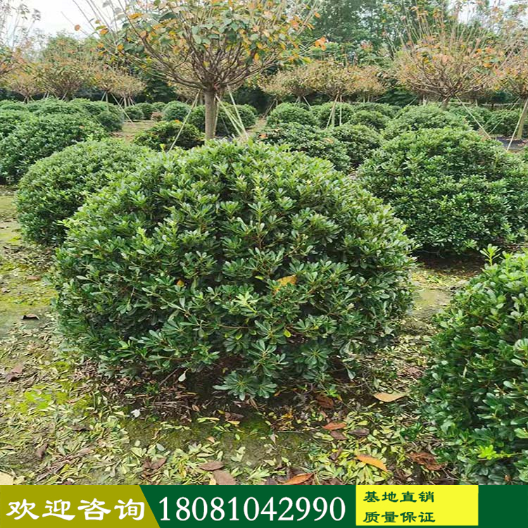 苗木基地直供 各類球形植物 精品工程海桐球形 寶珠香球形 海桐球形基地 現(xiàn)挖現(xiàn)發(fā) 品種規(guī)格齊 一站購(gòu)買