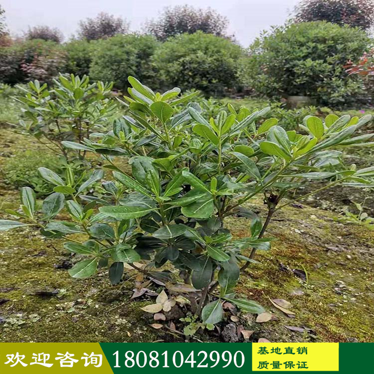 四川苗木基地 海桐毛球產(chǎn)地 寶珠香杯苗地苗 地被灌木產(chǎn)地 市政房地產(chǎn)綠化苗木 長(zhǎng)年供應(yīng)海桐